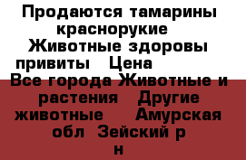 Продаются тамарины краснорукие . Животные здоровы привиты › Цена ­ 85 000 - Все города Животные и растения » Другие животные   . Амурская обл.,Зейский р-н